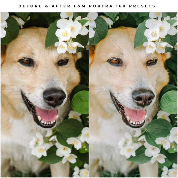 Kodak Portra 160 Film Preset Collection By Primosy - Image 16
