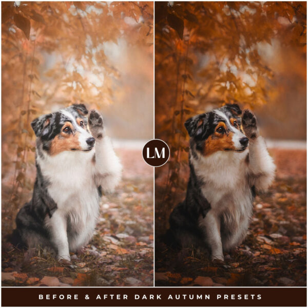 Dark Autumn Preset Collection By Primosy - Image 6